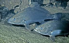 Image result for Argyrosomus coronus