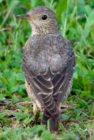 Image result for Monticola saxatilis