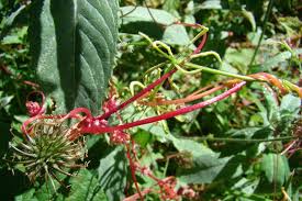 Attēlu rezultāti vaicājumam “Cuscuta europaea fruit”