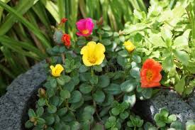 Attēlu rezultāti vaicājumam “Portulacaceae”