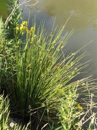 Attēlu rezultāti vaicājumam “Juncus conglomeratus”