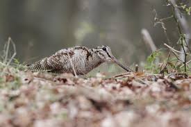 Attēlu rezultāti vaicājumam “Scolopax rusticola juvenile”