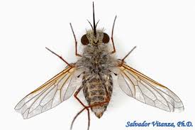 Attēlu rezultāti vaicājumam “Bombyliidae”