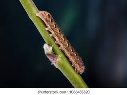 Attēlu rezultāti vaicājumam “Xestia baja”