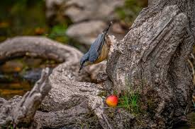 Attēlu rezultāti vaicājumam “Sitta europaea nest”