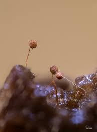 Attēlu rezultāti vaicājumam “Stemonaria irregularis stalked”