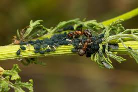 Attēlu rezultāti vaicājumam “Aphis jacobaeae”