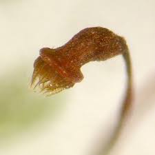 Attēlu rezultāti vaicājumam “Homomallium incurvatum”