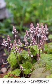 Attēlu rezultāti vaicājumam “Pyrola minor flower”