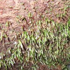 Attēlu rezultāti vaicājumam “Bryoerythrophyllum recurvirostrum sporophyte”