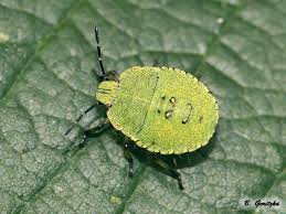 Attēlu rezultāti vaicājumam “Palomena prasina nymph”