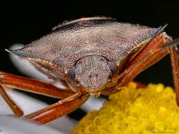 Attēlu rezultāti vaicājumam “Pentatoma rufipes”