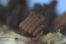 Attēlu rezultāti vaicājumam “Stemonitopsis hyperopta var. landewaldii young”