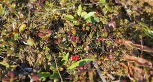 Attēlu rezultāti vaicājumam “Oxycoccus microcarpus”