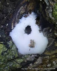 Attēlu rezultāti vaicājumam “Stemonitidaceae”