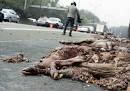 Cadavres d'animaux sur l'autoroute : Les photos des internautes