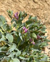 Attēlu rezultāti vaicājumam “Astragalus arenarius leaf”