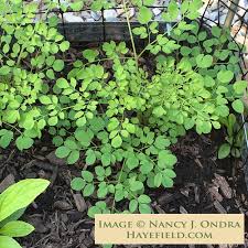 Image result for Adlumia cirrhosa