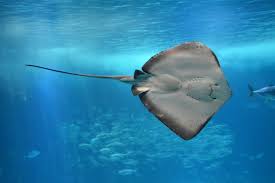 Image result for Hypanus longus