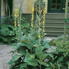 Attēlu rezultāti vaicājumam “Verbascum densiflorum leaf”