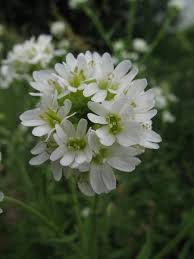 Attēlu rezultāti vaicājumam “Berteroa incana”