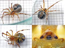 Attēlu rezultāti vaicājumam “Phylloneta sp.”