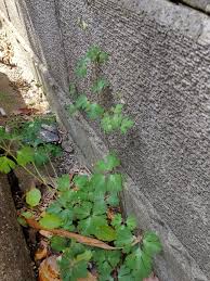 「烏頭みこと」の画像検索結果