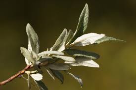 Attēlu rezultāti vaicājumam “Salix lapponum”