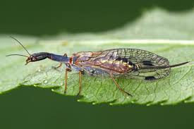 Attēlu rezultāti vaicājumam “Raphidioptera”