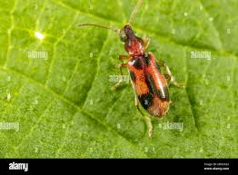 Attēlu rezultāti vaicājumam “Notoxus monoceros”