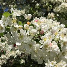 Attēlu rezultāti vaicājumam “Malus x zumi”