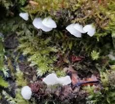 Attēlu rezultāti vaicājumam “Rimbachia neckerae”