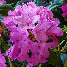 Attēlu rezultāti vaicājumam “Rhododendron catawbiense”