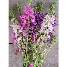 Attēlu rezultāti vaicājumam “Verbascum”
