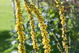 Attēlu rezultāti vaicājumam “Verbascum nigrum flower”
