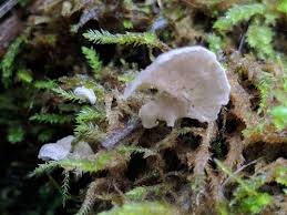 Attēlu rezultāti vaicājumam “Arrhenia retiruga”