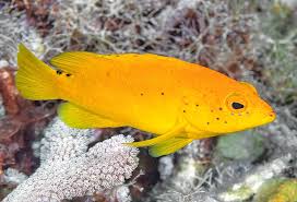 Image result for Cephalopholis fulva