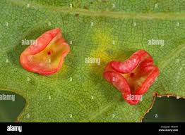 Attēlu rezultāti vaicājumam “Neuroterus albipes”