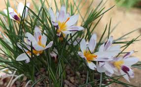 Attēlu rezultāti vaicājumam “Crocus vernus subsp. vernus”