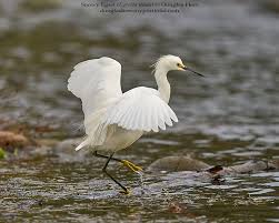 Image result for Egretta thula