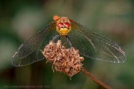Attēlu rezultāti vaicājumam “Sympetrum sanguineum female”