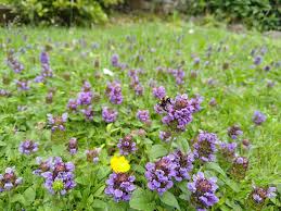 Attēlu rezultāti vaicājumam “Prunella vulgaris flower”