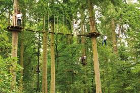 Image result for The Go Ape Experience (Swinley Forest)