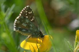 Attēlu rezultāti vaicājumam “Pyrgus serratulae”