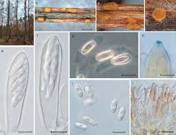 Attēlu rezultāti vaicājumam “Trichia alpina spores”