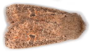 Attēlu rezultāti vaicājumam “Orthosia cruda”