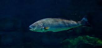 Image result for Argyrosomus regius