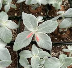 Image result for Sinningia