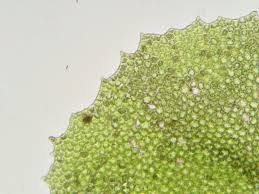 Attēlu rezultāti vaicājumam “Plagiochila porelloides sporophyte”