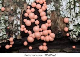 Attēlu rezultāti vaicājumam “Lycogala confusum spores”